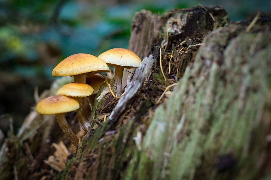 Mushroom autumn fall time