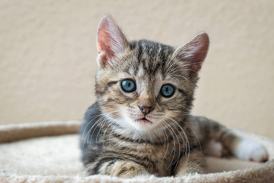 European short hair kitty cat