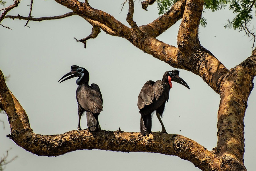 Two hornbill