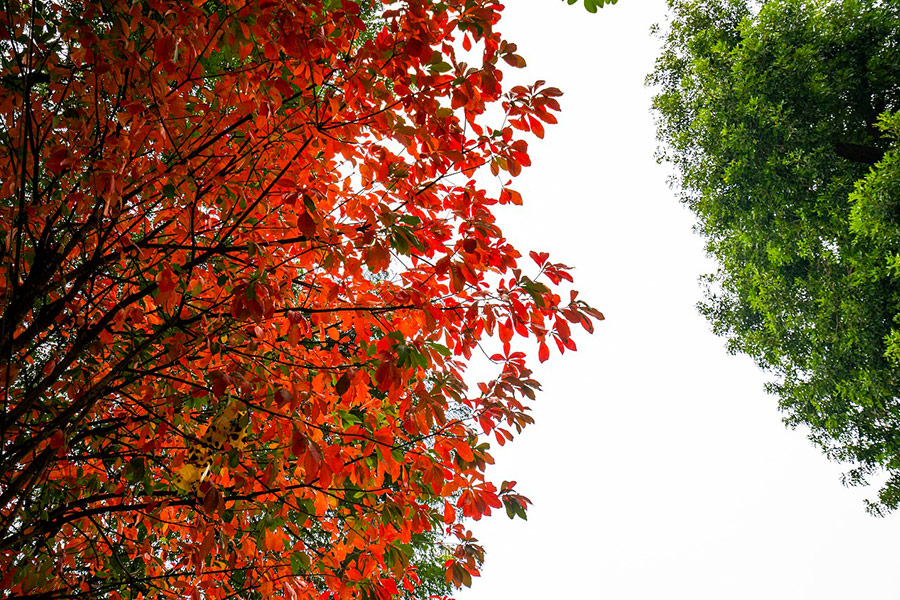 Trees leaves colors image