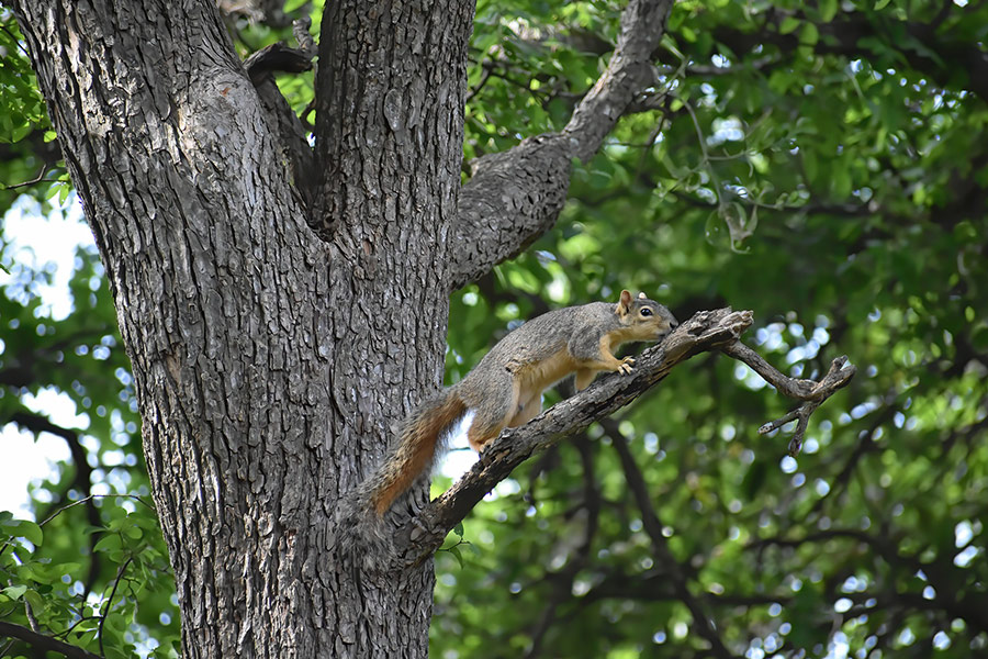 Squirrel trees foraging