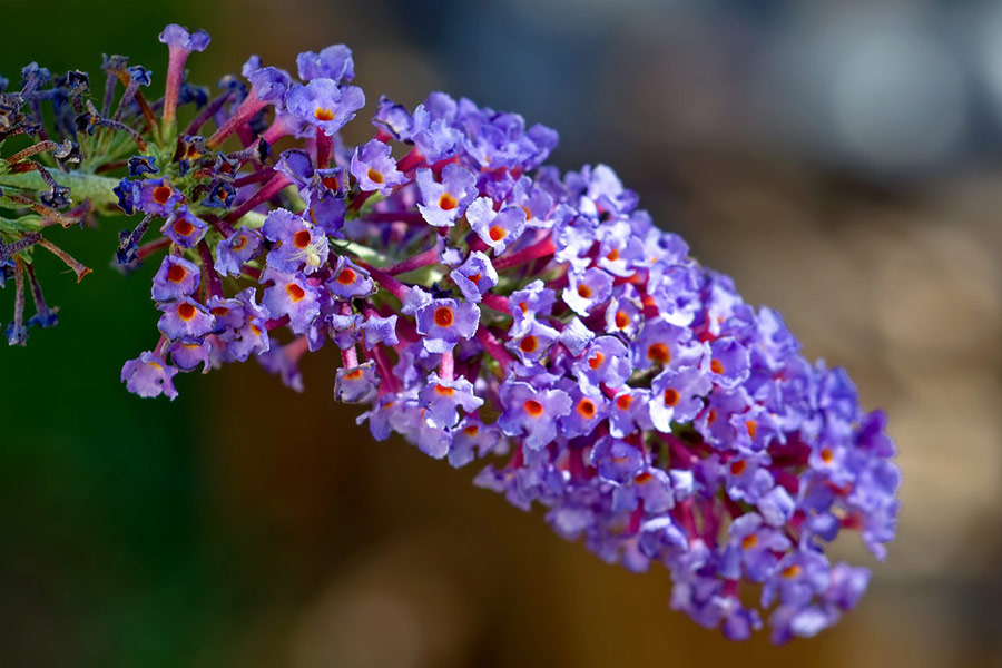 Buddleja plant flowers