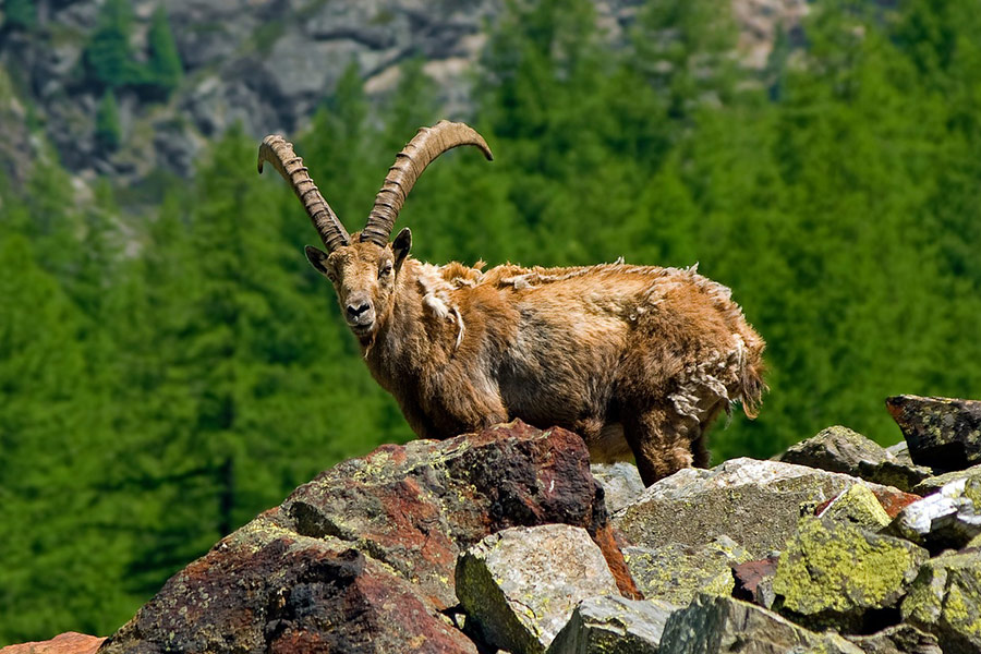Horns ibex capra image