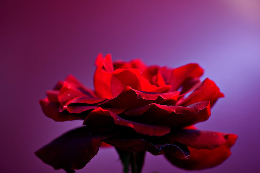 Rose flowers blossom