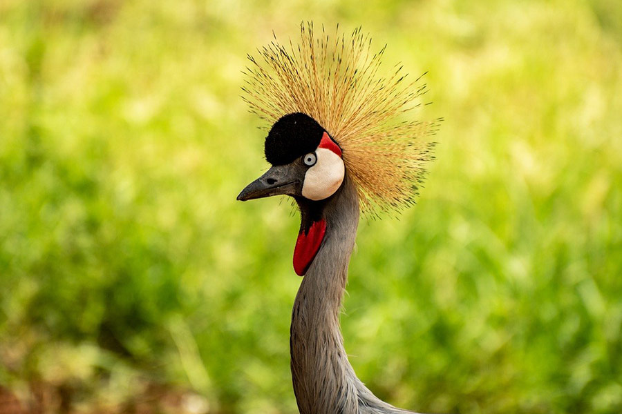 Crested crane bird
