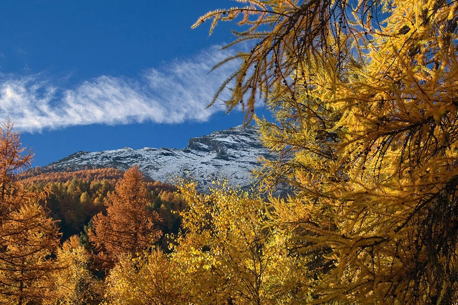 Nature becomes gold during autumn time