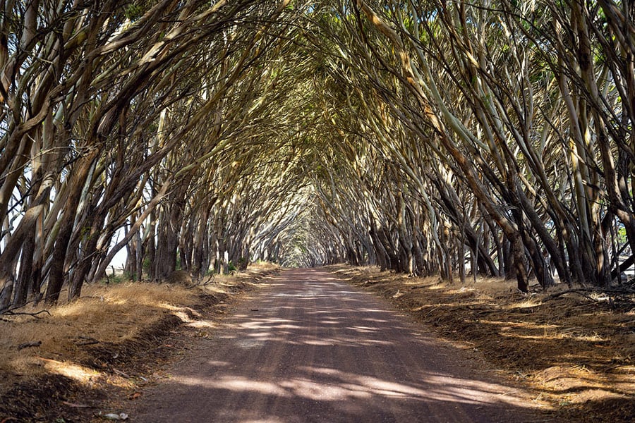 Bend trees kangaroo island