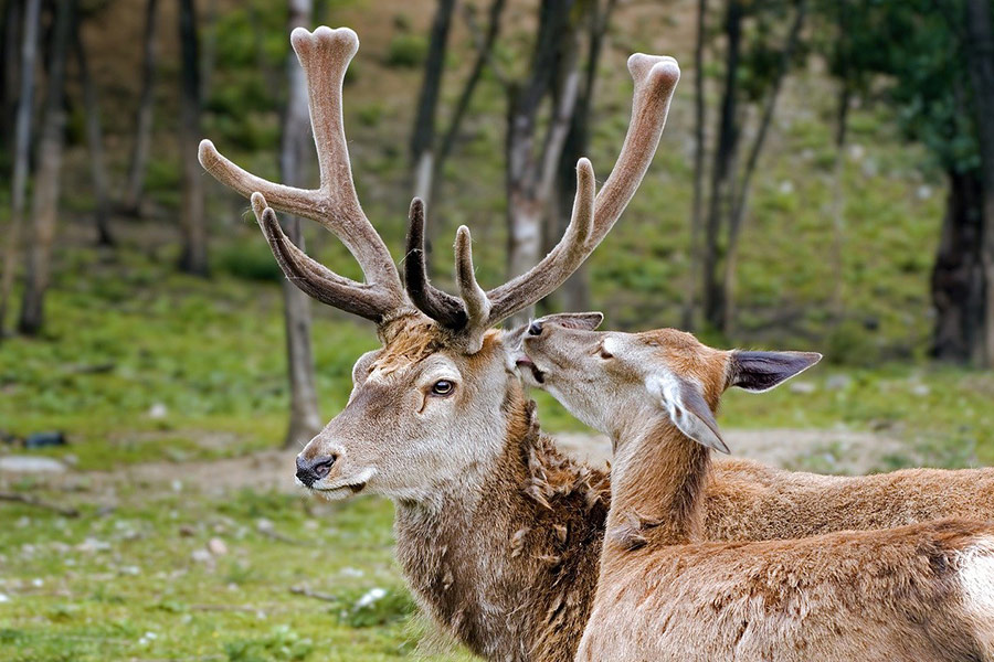 Cervus elaphus deer horns