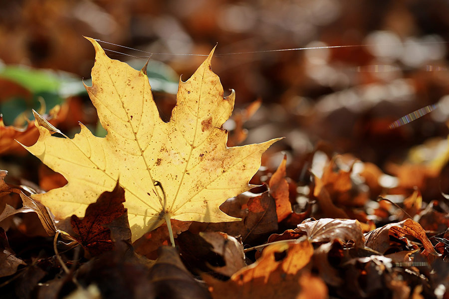 Maple leaf structure