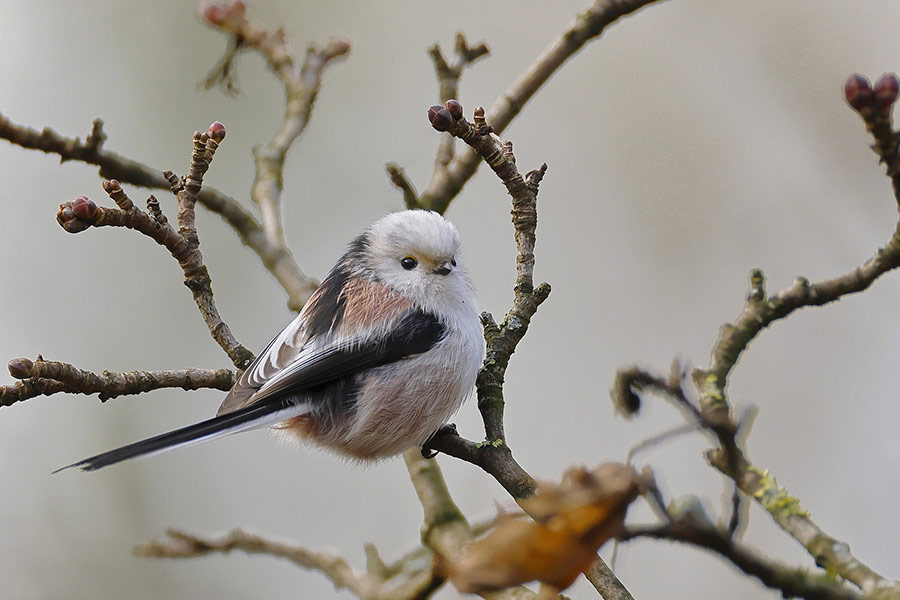 Long tailed bush tit