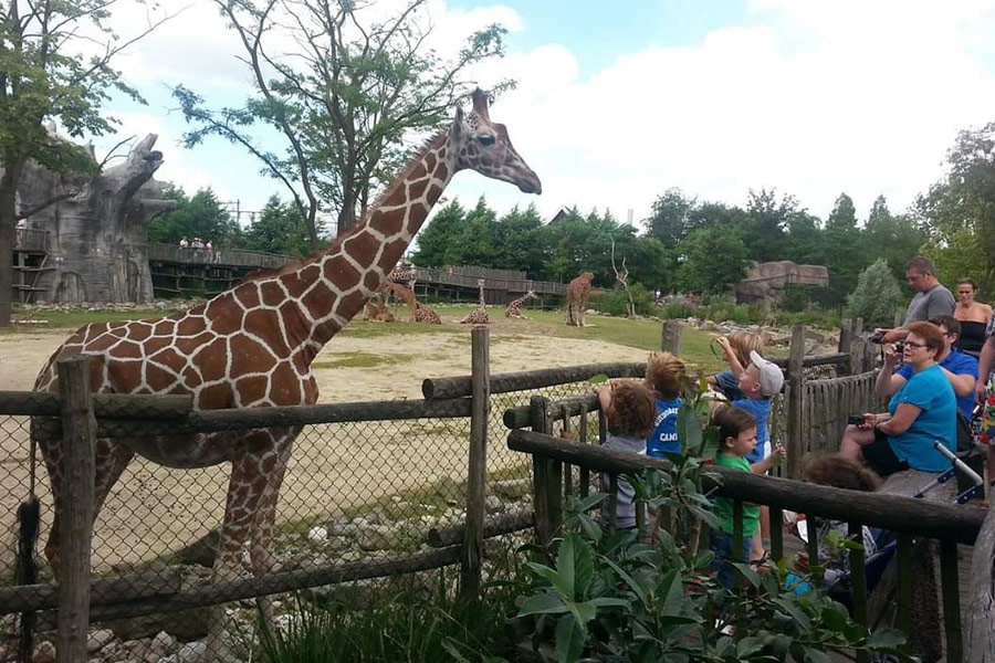 Giraffe Netherlands zoo