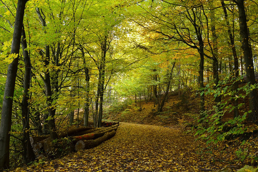 Autumn forest image