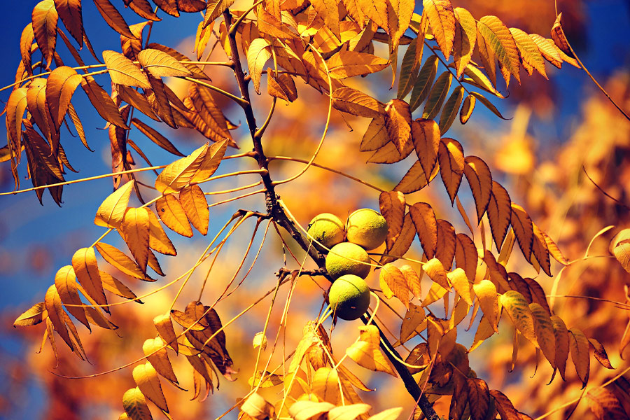 English walnuts branch fall time