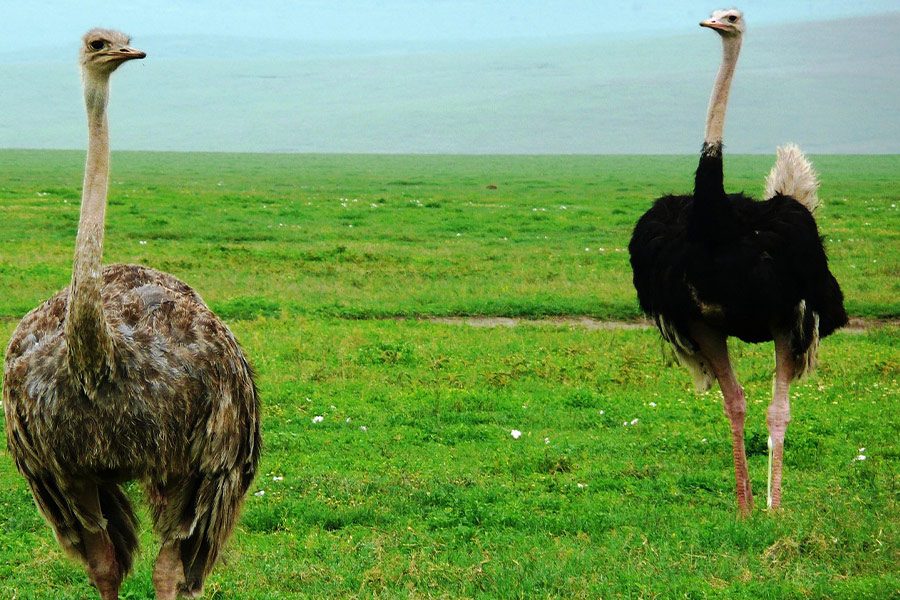 Ostriches birds