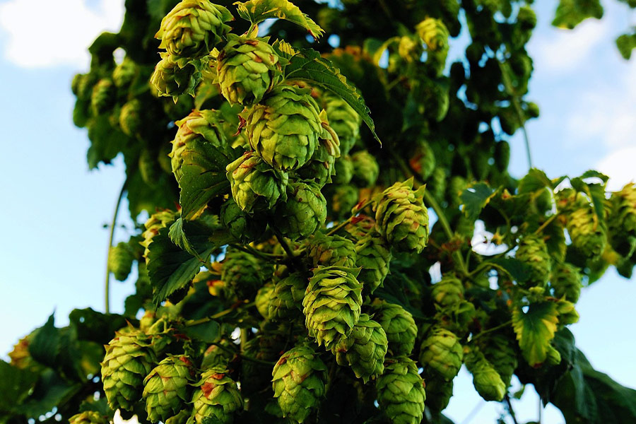 Profitable and growing crops hops