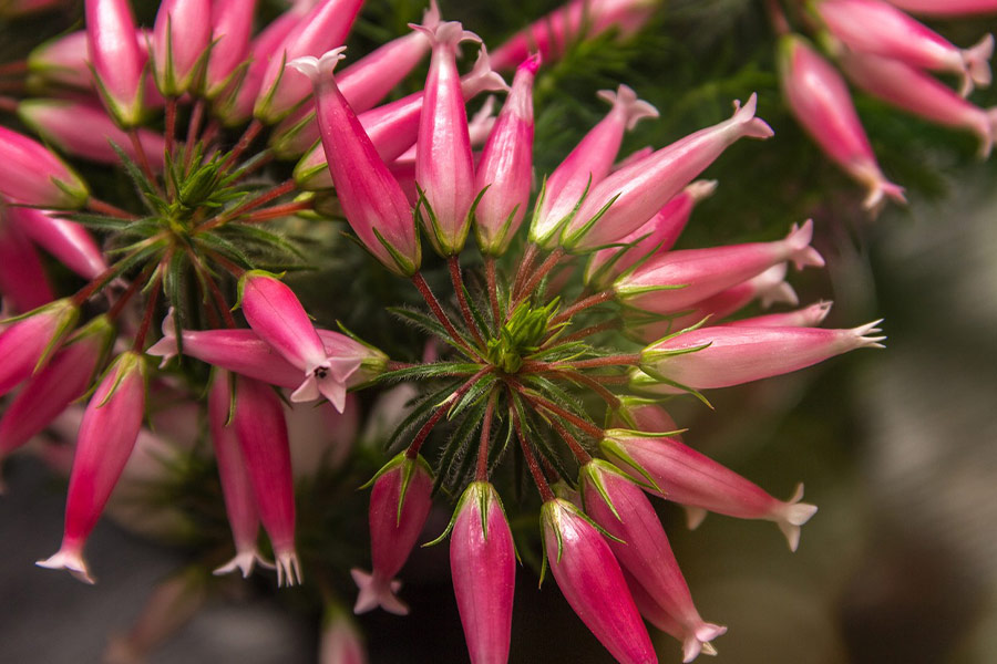 Guard erika wax herbs flowers