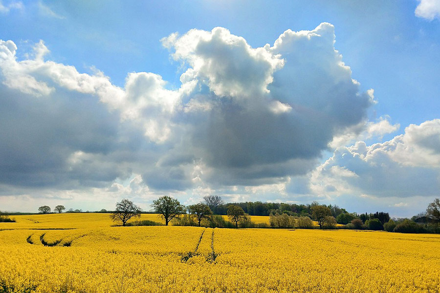 Super yellow oil seed rape