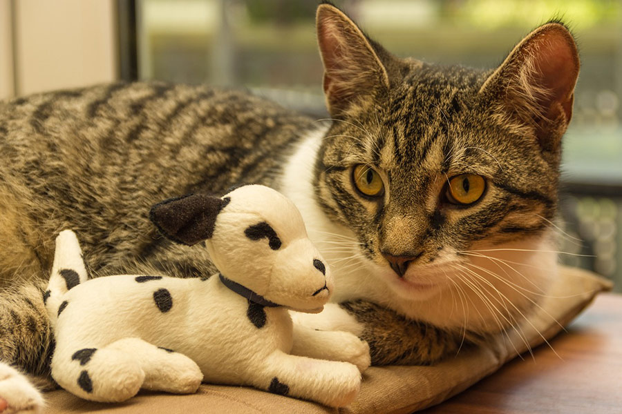 Cat with toy