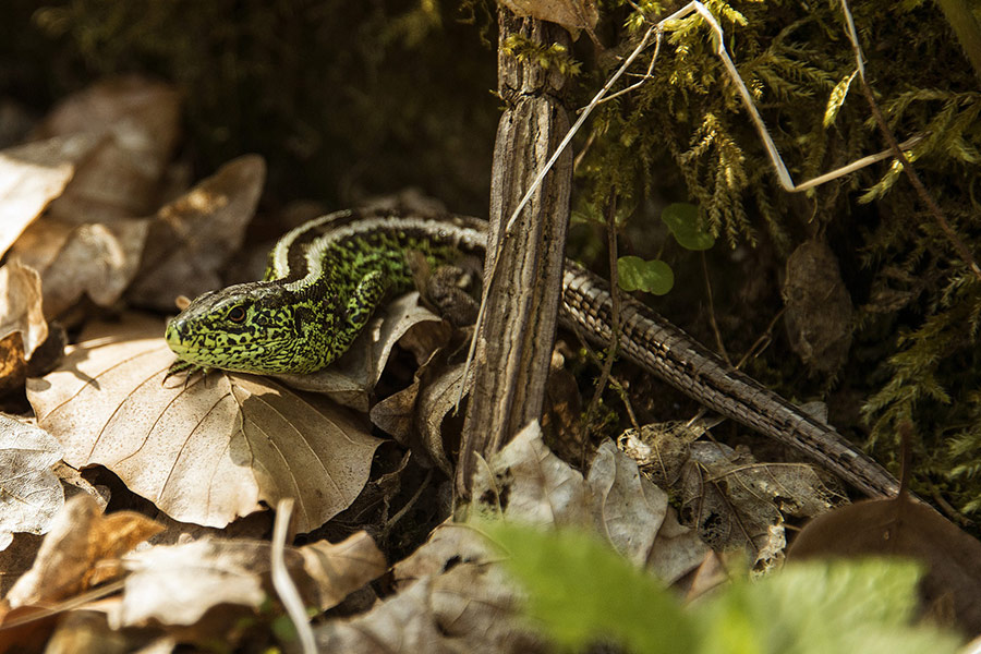 Sand lizard