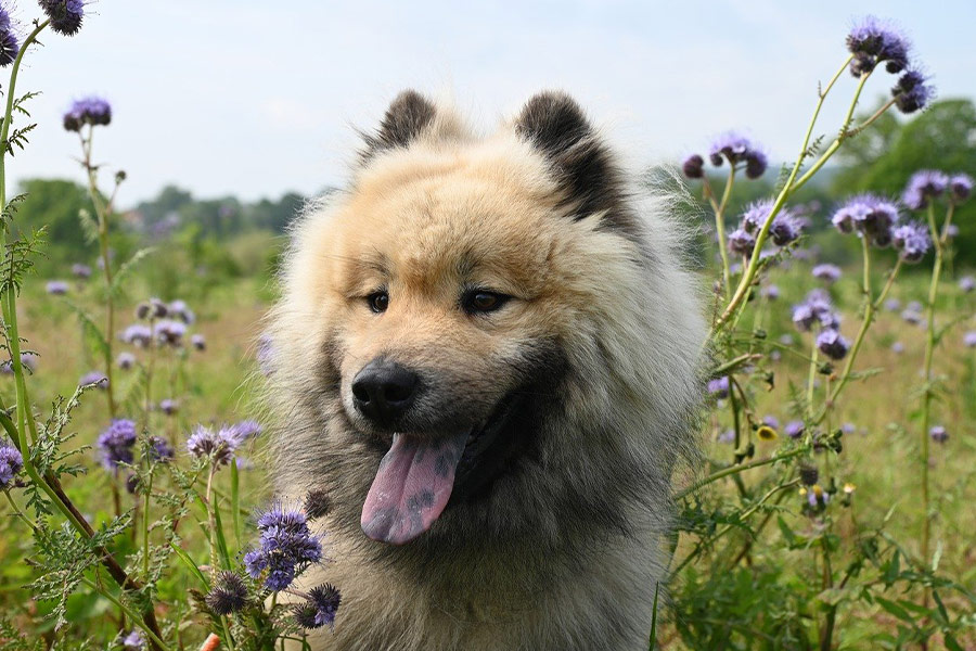 Super cute pet canine dog