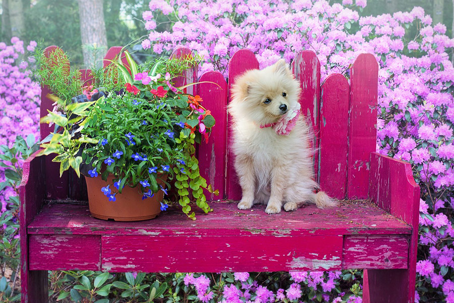 Pomeranian dog pink background