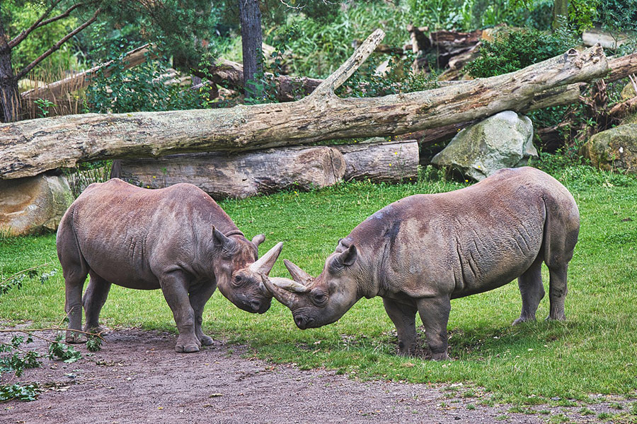 Rhinoceros in the zoo