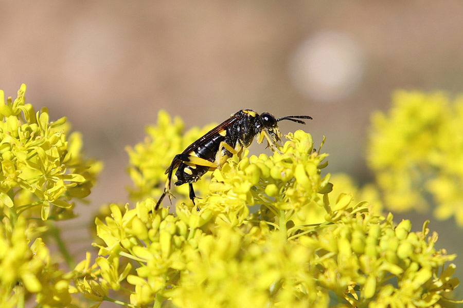 Wasp insect pollination