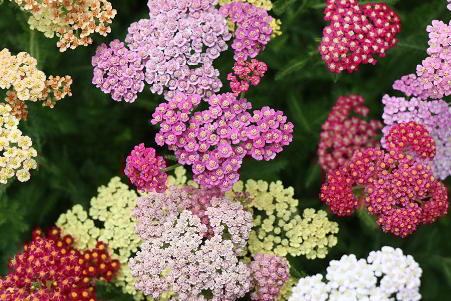 Achillea coloured flower plants