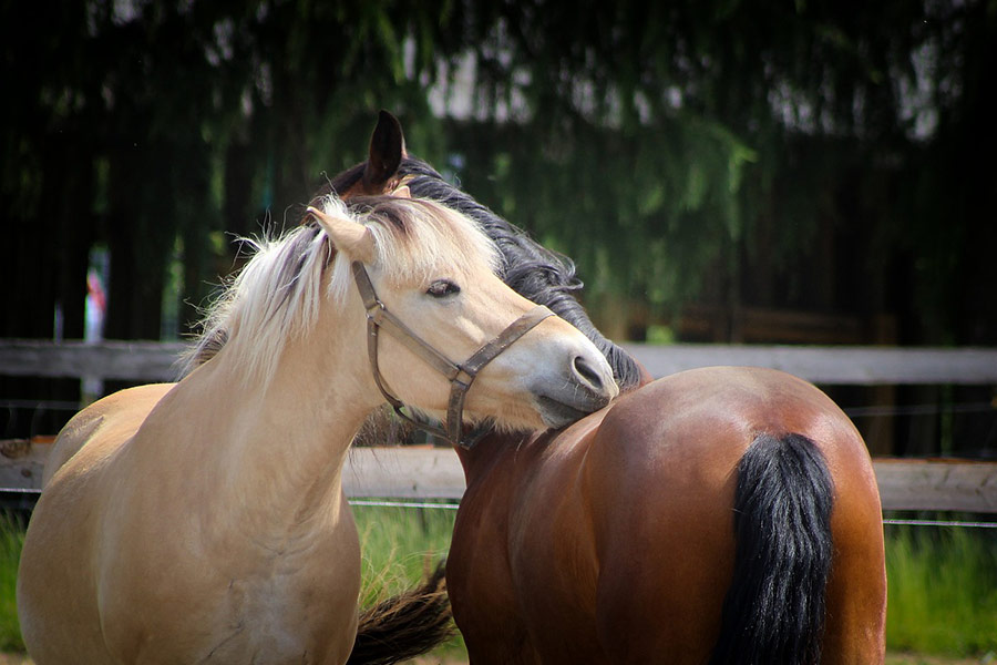 Horses love gesture