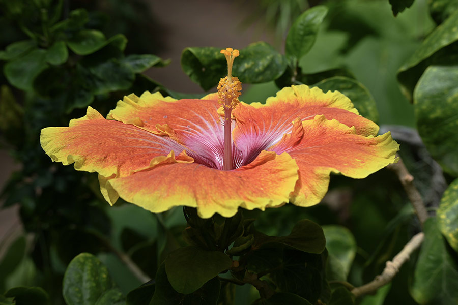 Hibiscus flower bloom