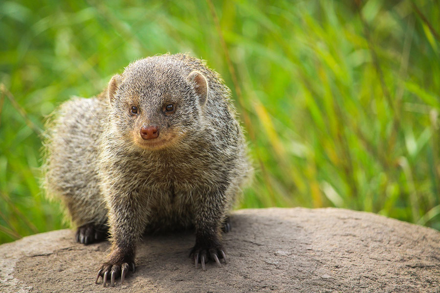 Mongoose