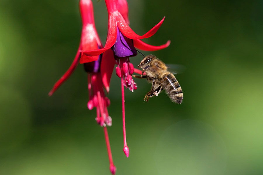 Honey bee entomology pollination