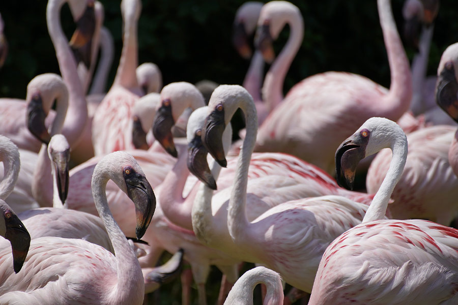 Group of flamingo