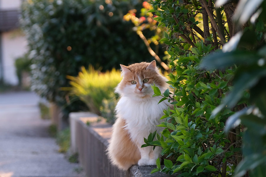Long hair domestic cat