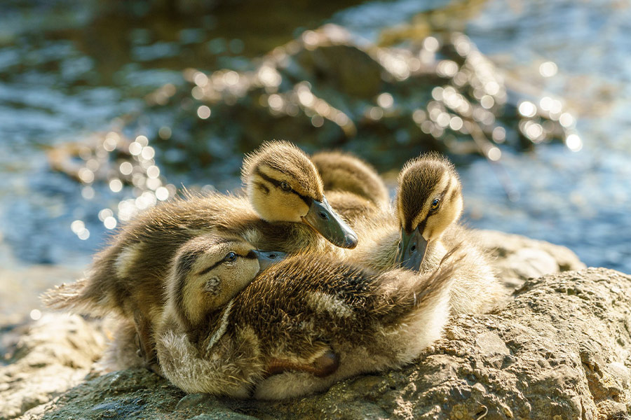 Ducklings