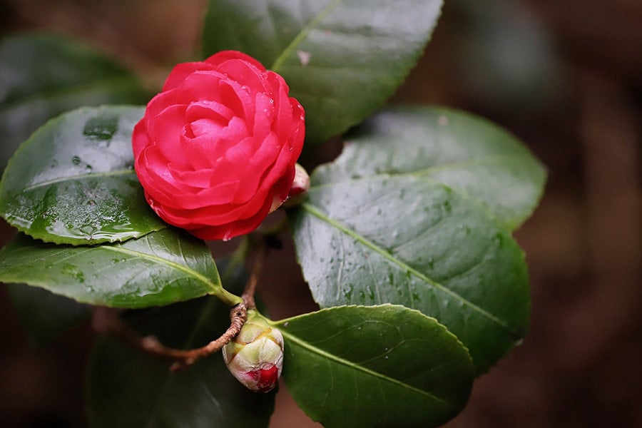 Camelia blossom bud