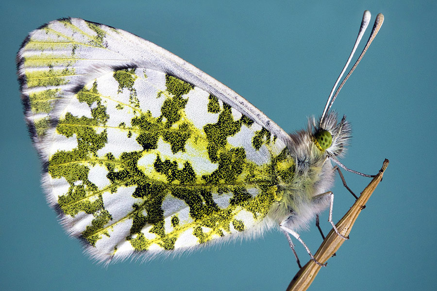 Close up butterfly antenna