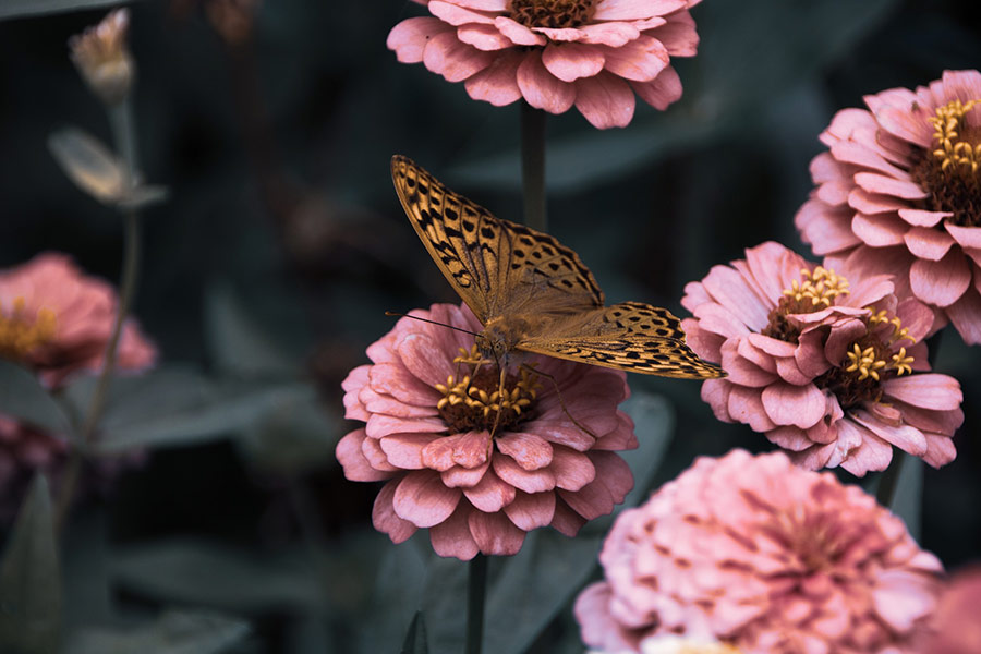 Brown butterfly pollination