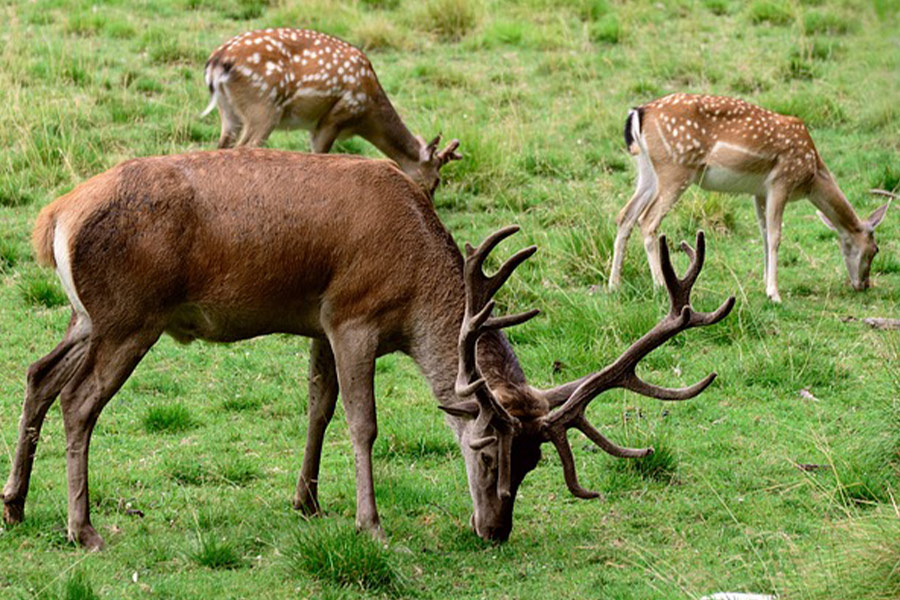 Fallow deer
