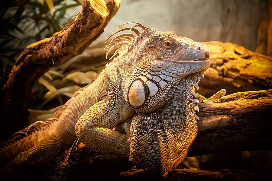 Lizard scales reptile