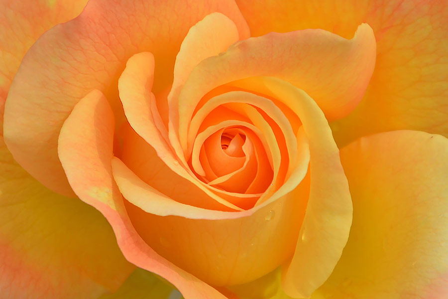 Beautiful yellow orange rose