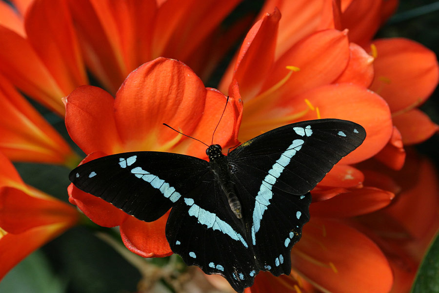 Close up red flowers butterfly