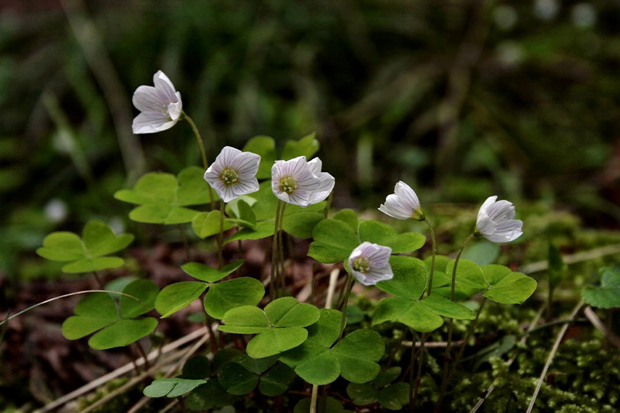 Forest floor spring
