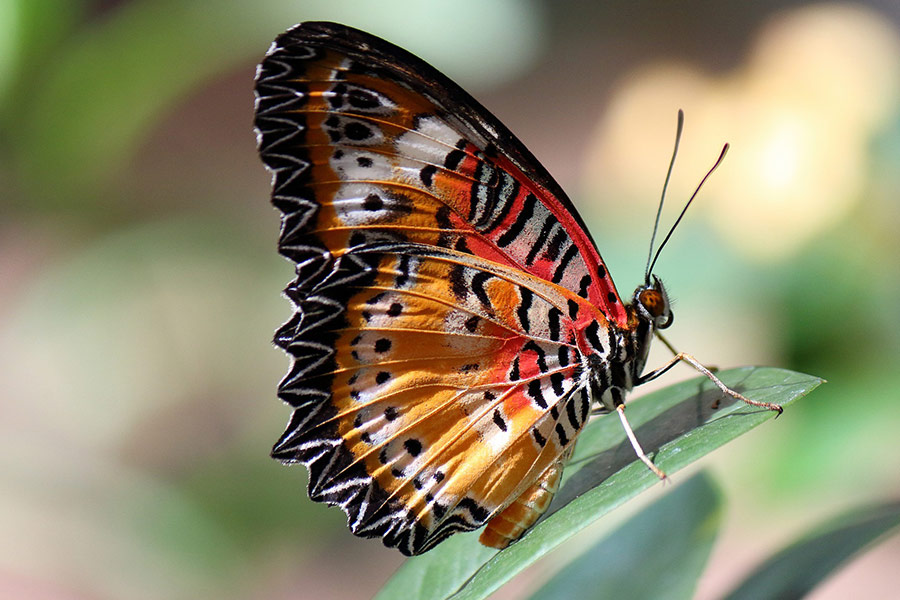 Colorful butterfly wings