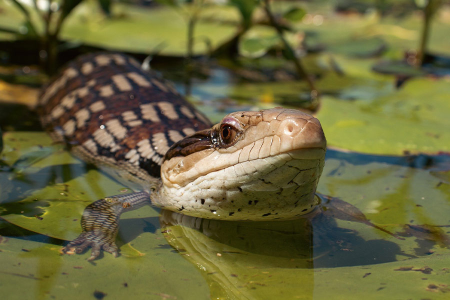 Blue tongue lizard