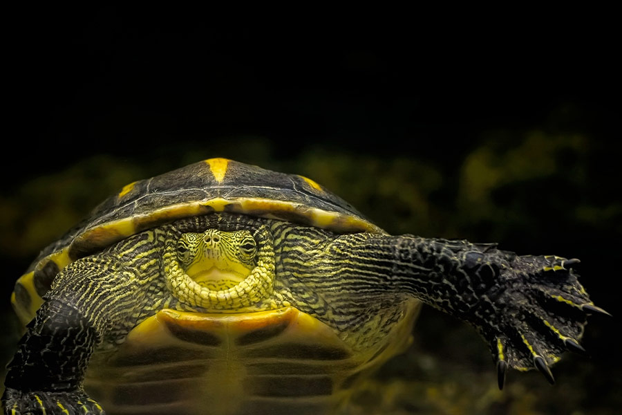 Chinese stripe necked turtle
