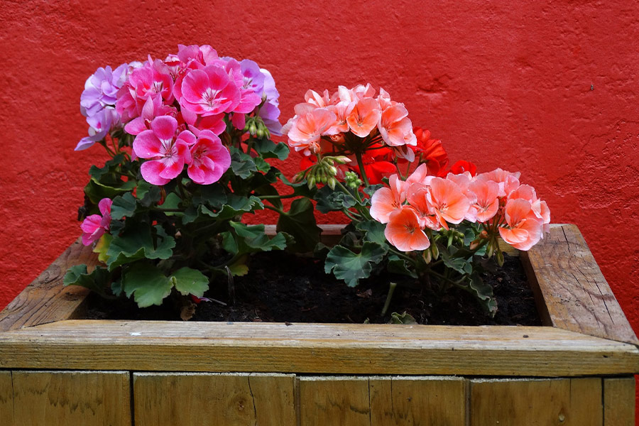 Geraniums flowers