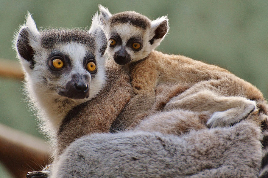 Lemurs
