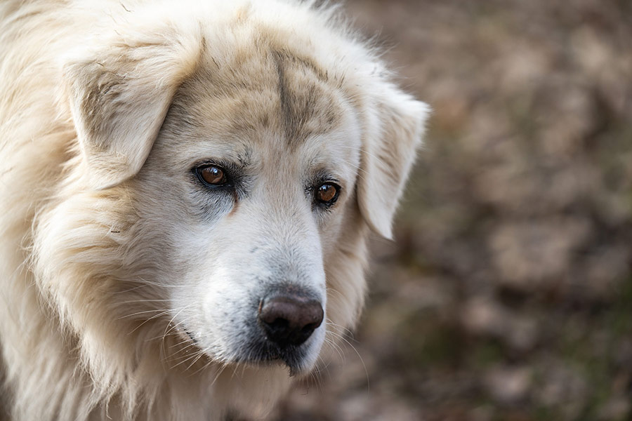 Maremma sheep dog