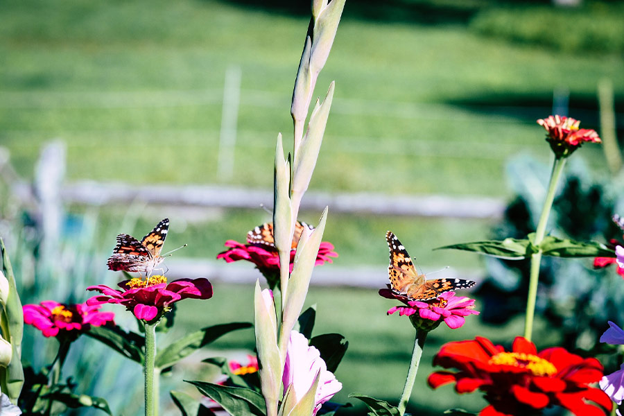 Painted lady butterfly